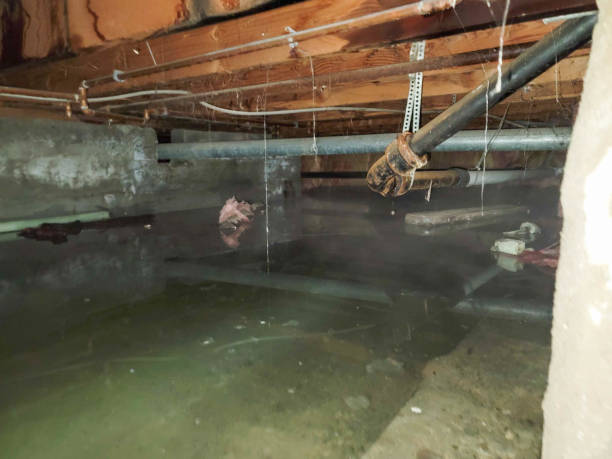 Best 24/7 water damage repair  in Fern Acres, HI