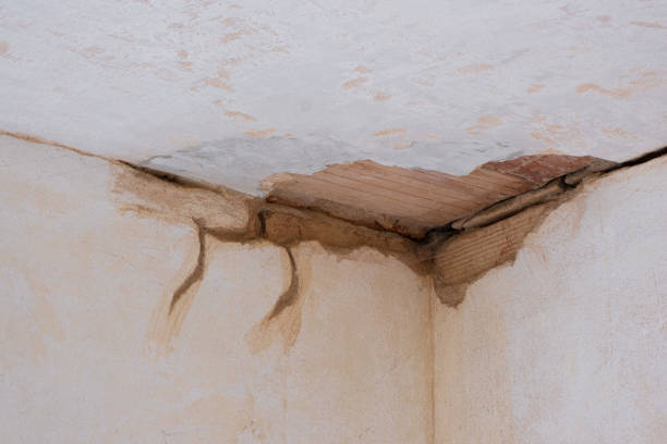 Best Carpet water damage restoration  in Fern Acres, HI